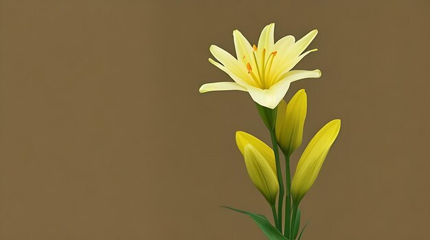 Le lily gracieux sous une lumière douce contre un décor blanc pur