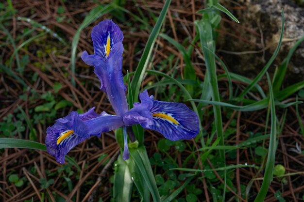 Photo lily d'hiver ou iris unguicularis plante sauvage des forêts de conifères