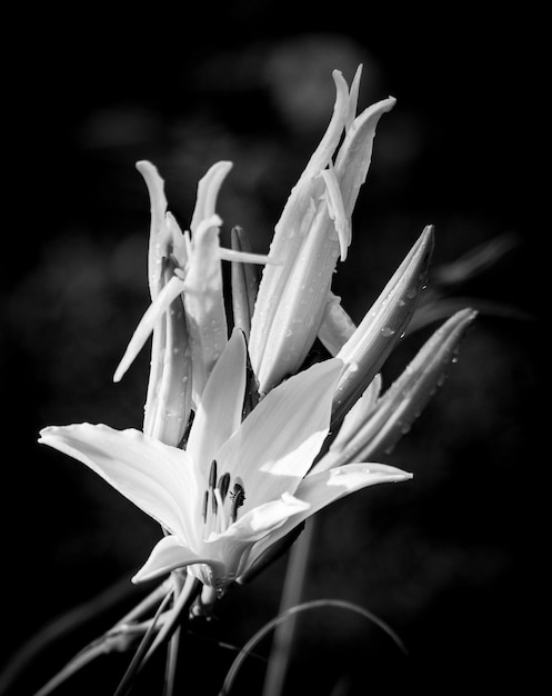 Le lily de la journée orange en noir et blanc