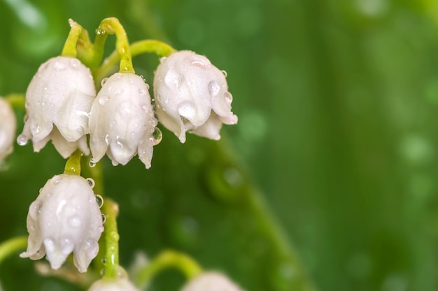 Lily of the Valley close up feuilles de Maylily avec des gouttes de rosée