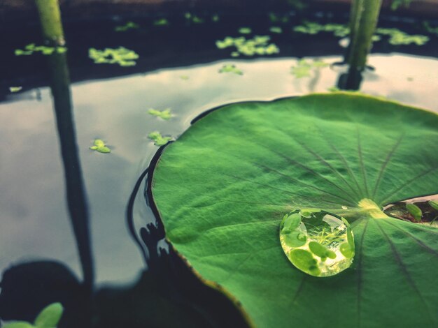 Photo le lily pad flottant dans l'étang