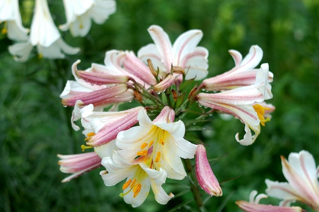 Lily Regale belle photo botanique, papier peint naturel