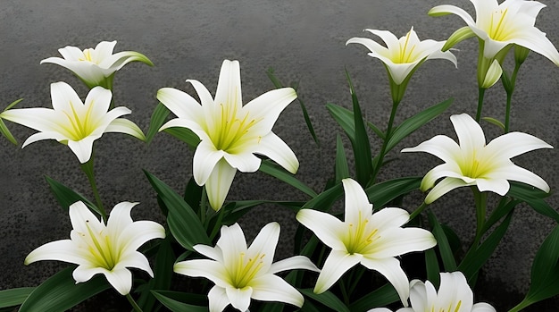 Lily sous les projecteurs Beauté isolée sur un fond blanc