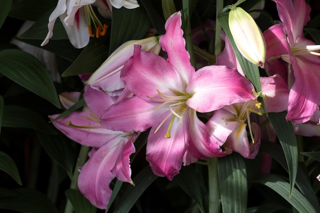 Lily Stargazer grandes fleurs pistils étamines