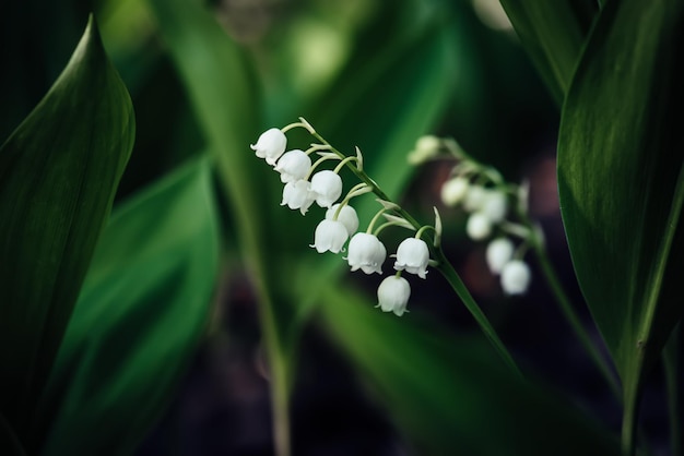 Photo lily de la vallée