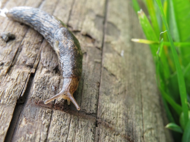 Une limace dans le jardin