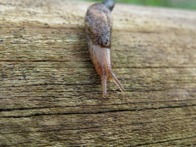 Une limace dans le jardin