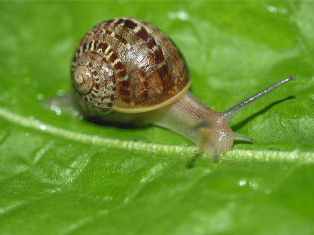 Limace d'escargot sur feuille de laitue