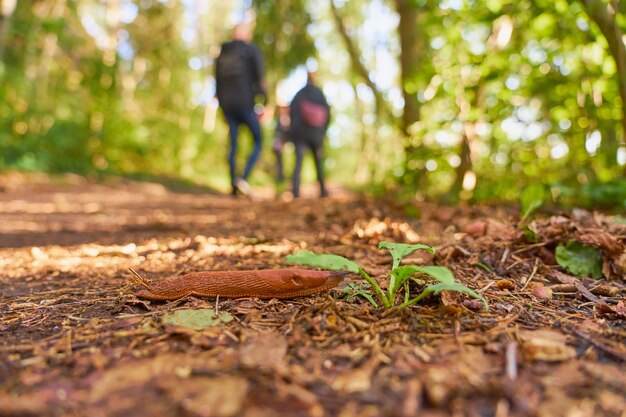 Une limace espagnole à proximité sur un chemin dans les bois avec des gens en arrière-plan.