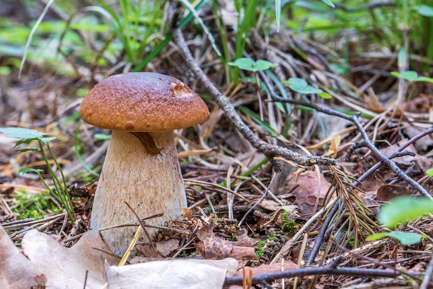 Une limace mange un champignon blanc