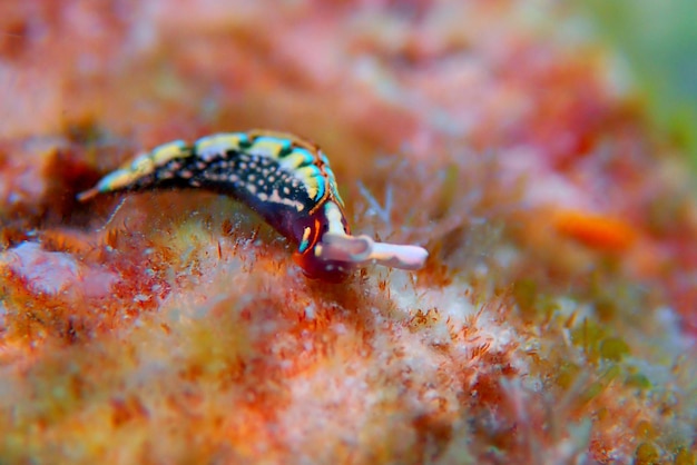 Limace de mer blanche (nudibranche) - Elysia timida