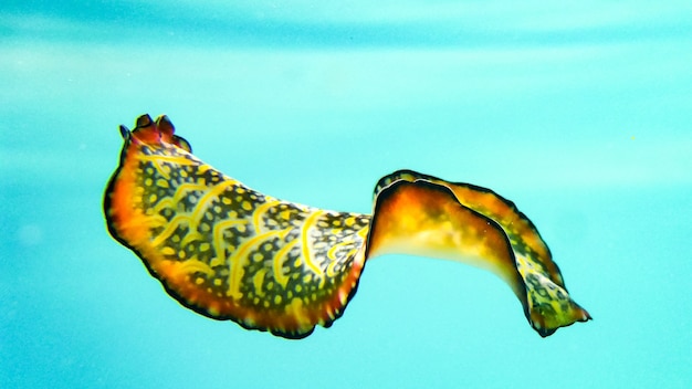 Limace de mer nudibranche colorée planant, danseuse espagnole, Maldives.