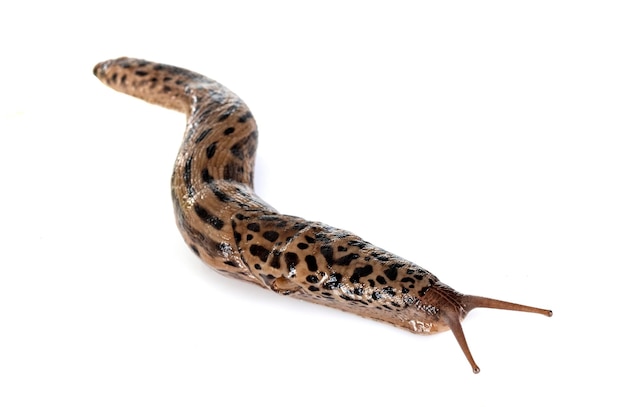 Limax maximus devant un fond blanc