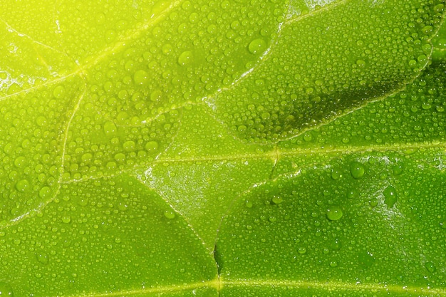 Lime Kaffir laisse une goutte de fond de l&#39;eau