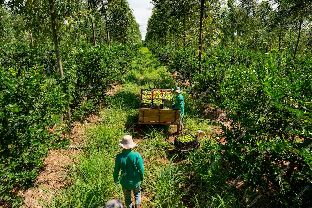 Agriculteurs et mini-forêts : allées