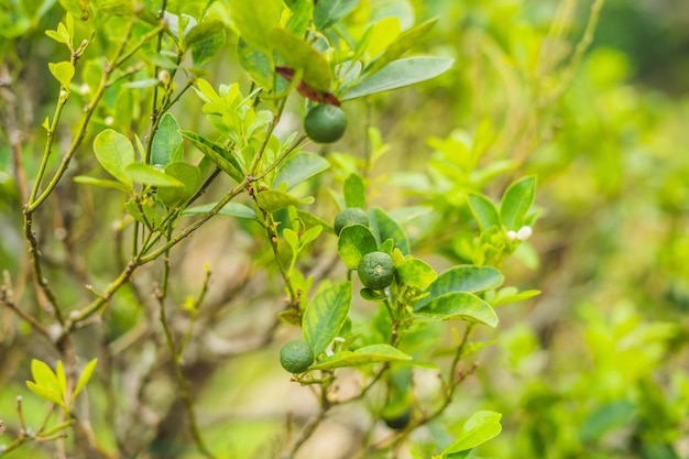 Limes vertes sur un arbre. Le citron vert est un agrume hybride, généralement rond, d'environ 3 à 6 centimètres de diamètre et contenant des vésicules de jus acides. Les citrons verts sont une excellente source de vitamine C