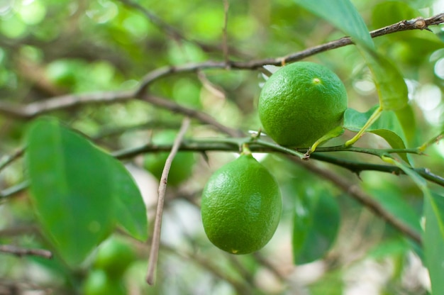 Limes vertes fraîches citron cru suspendu à un arbre dans la culture de limes de jardin