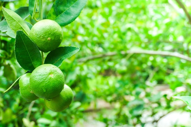 Limes vertes fraîches citron cru suspendu à un arbre avec goutte d'eau à la culture de limes de jardin