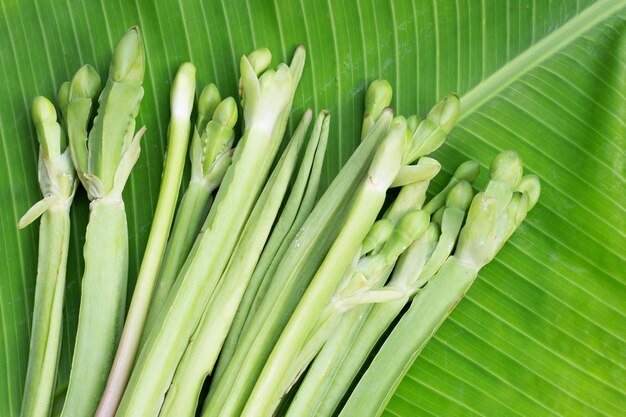 Limnocharis flava sur feuille de bananier