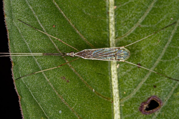 Limoniid Crane Fly adulte de la famille des Limoniidae