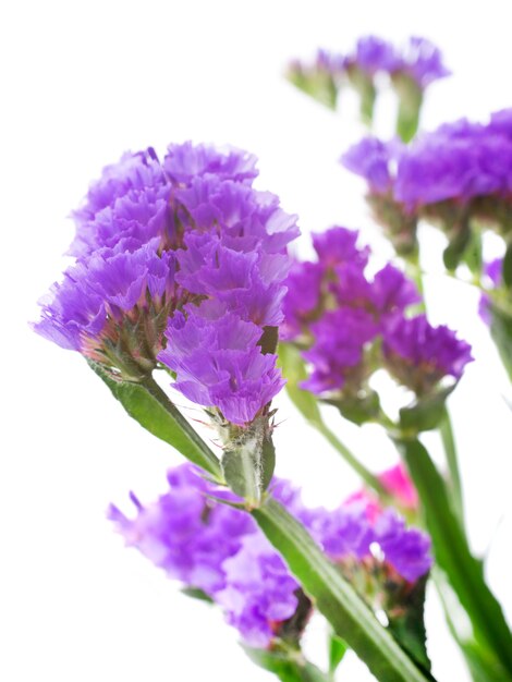 Limonium