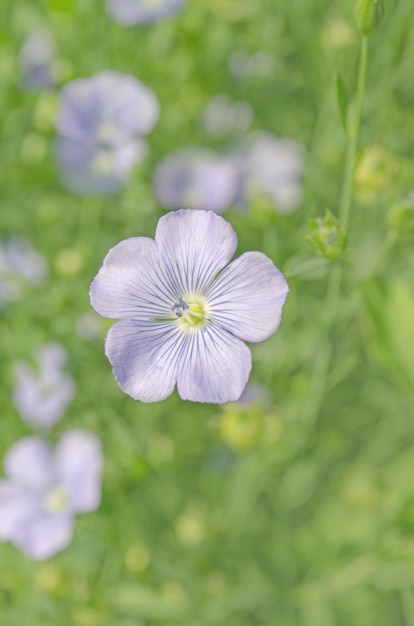 Lin vivace Linum perenne Fleurs bleues de lin