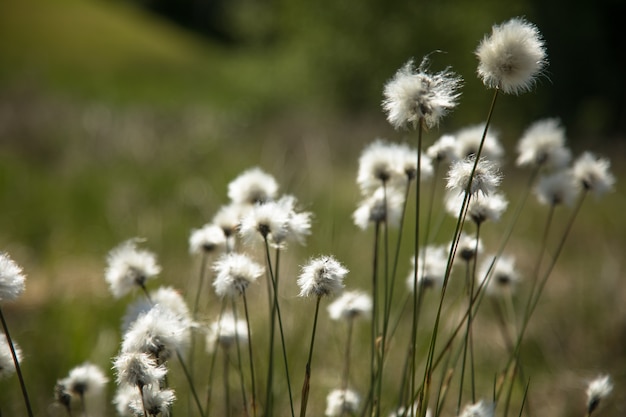 Linaigrette Eriophorum vaginatum