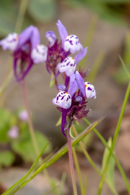 Linaria algarviana fleur