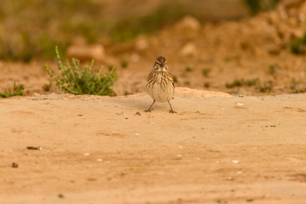 Linnet ou Linaria cannabina reflétée dans le printemps doré