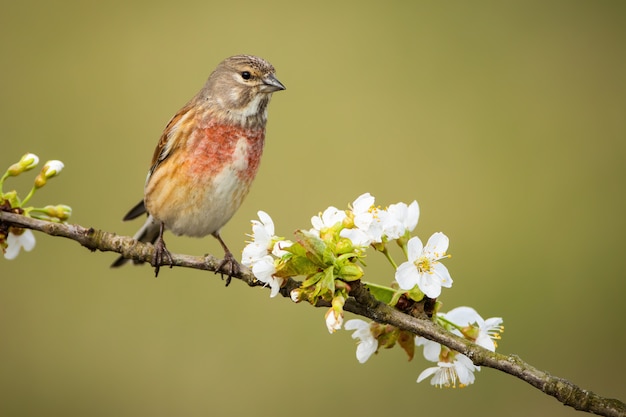 Linnet mâle commun assis sur un rameau d'arbre florissant avec des fleurs blanches au printemps