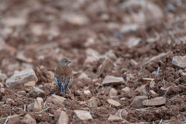 Linotte commune Carduelis cannabina Malaga Espagne