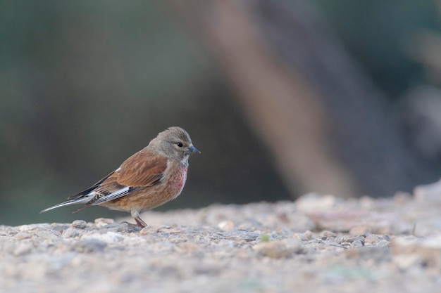 Linotte commune Carduelis cannabina Malaga Espagne