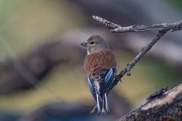 Linotte commune Carduelis cannabina Malaga Espagne