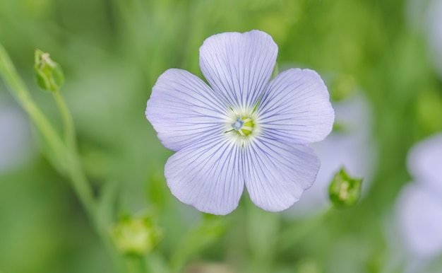 Linum perenne (lin vivace). Fleurs bleues de lin