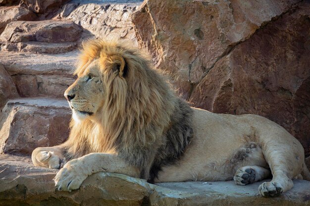 Un lion africain repose à l'ombre sur les rochers