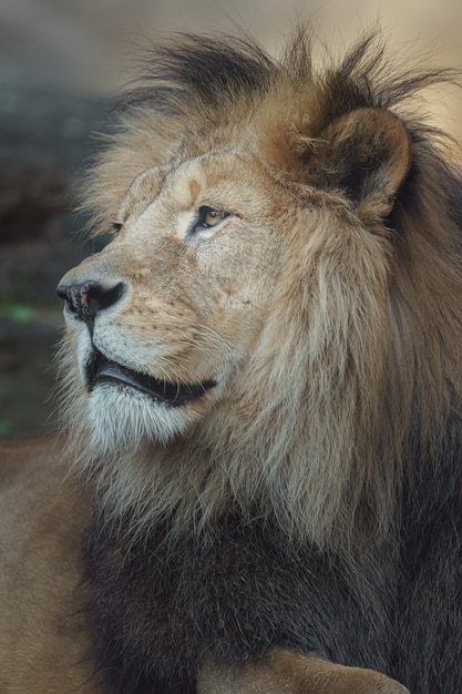 Lion d'Afrique du Nord