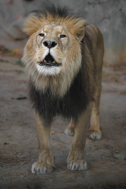 Lion d'Afrique du Nord