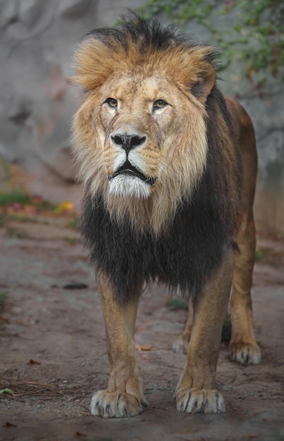 Lion d'Afrique du Nord