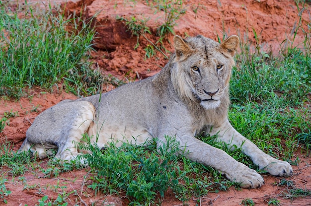 Lion allongé sur le sol rouge dans le parc national de Tsavo East, Kenya Afrique