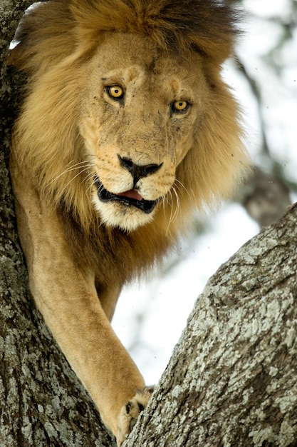 Lion sur un arbre