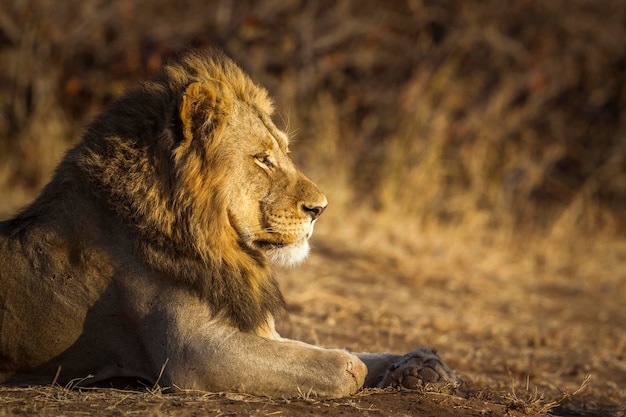 Un lion assis sur la terre dans la forêt