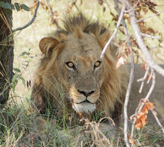 Photo le lion au botswana