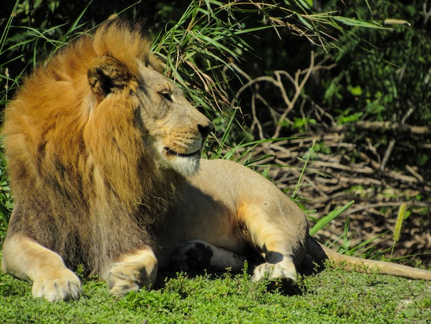 Lion au repos