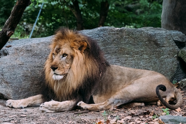 Lion au zoo du Bronx. New York