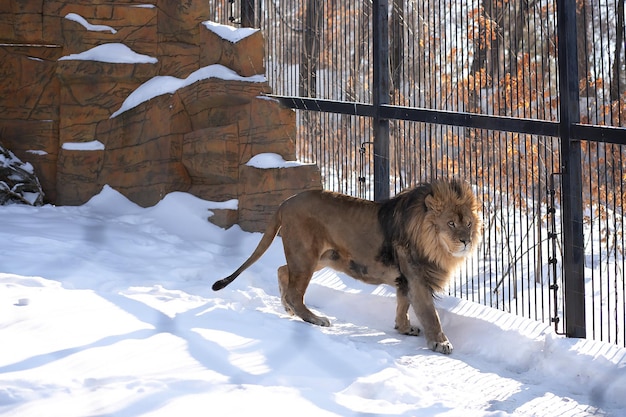 Lion au zoo se promène dans la neige un jour d'hiver Vue de face