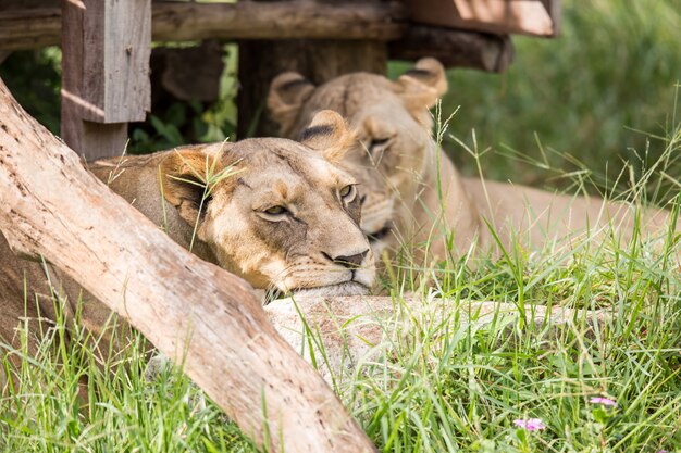 Lion au zoo