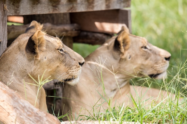 Lion au zoo