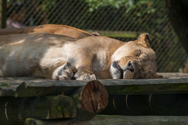 Lion de Barbarie (Panthera leo leo)