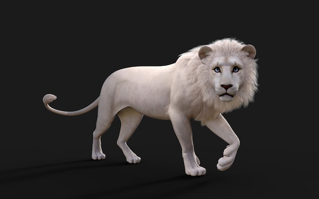 Le lion blanc agit et pose isolé sur fond noir foncé avec chemin de détourage Roi Lion