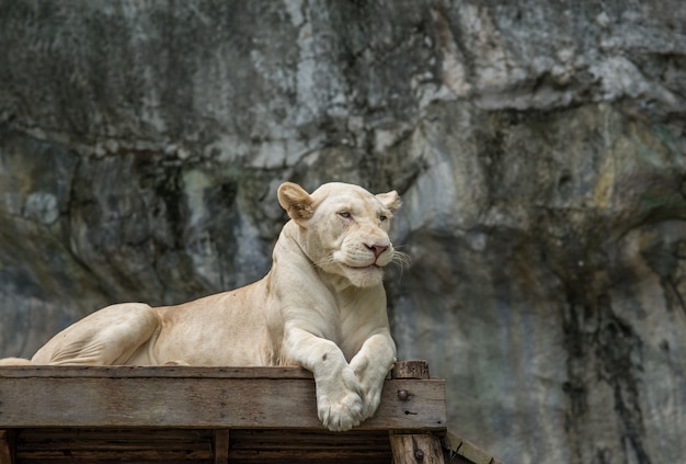 Lion blanc allongé sur le sol